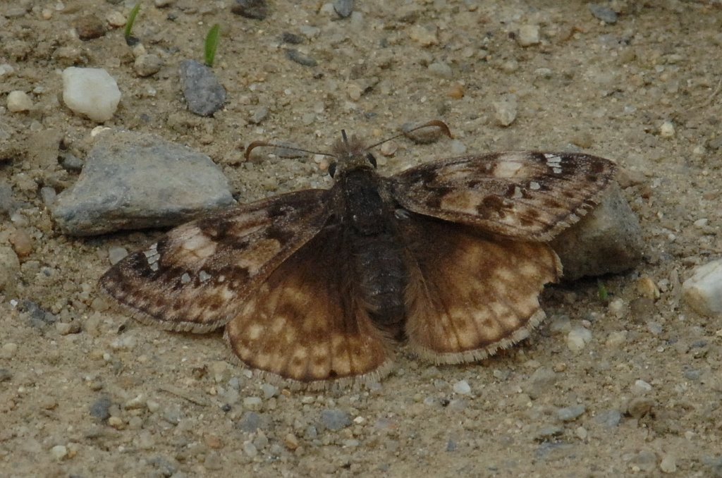 090 2012-05135899 Broad Meadow Brook, MA.JPG - Horace's Duskywing Butterfly (Erynnis horatius). Broad Meadow Brook Wildlife Sanctuary, MA, 5-13-2012